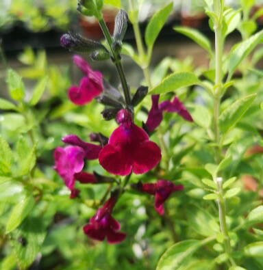 SALVIA X JAMENSIS 'CHERRY PIE'
