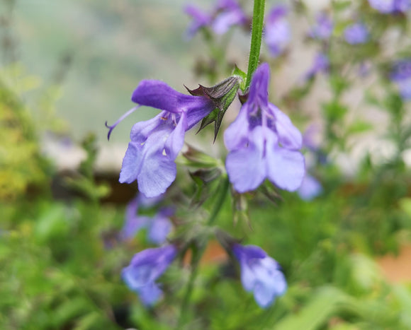 SALVIA  ' AFRICAN SKIES'