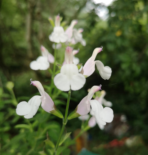 SALVIA MICROPHYLLA 'TREBAH LILAC'