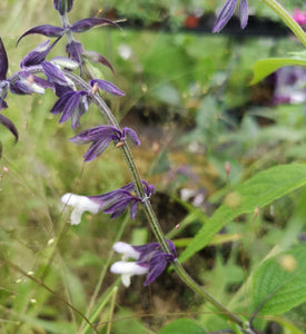 SALVIA X LEUCANTHA  'PHYLLIS' FANCY'