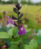 SALVIA 'CHRISTINE YEO'
