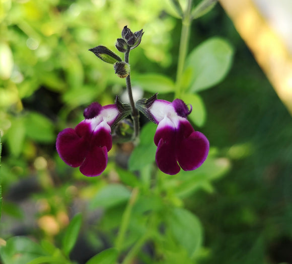 SALVIA 'AMETHYST LIPS'