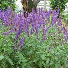 SALVIA NEMEROSA 'KATE GLENN'