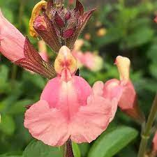 SALVIA 'SENORITA LEAH'