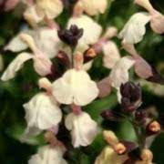 SALVIA JAMENSIS 'MELEN'