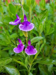 SALVIA 'ORIENTAL DOVE'