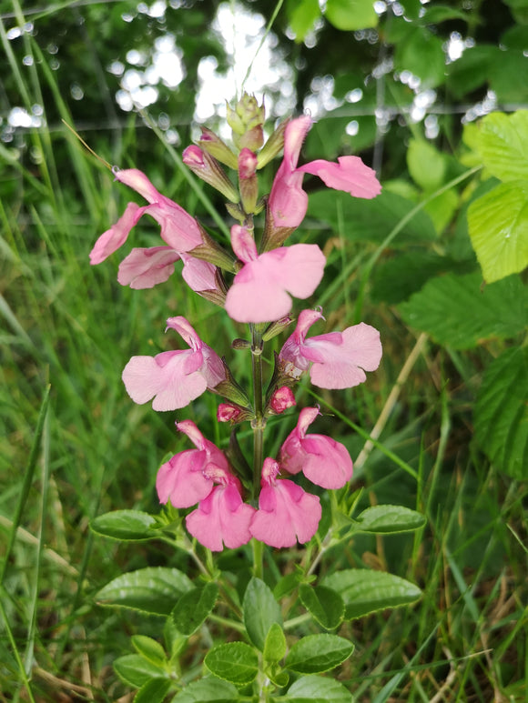 SALVIA  X JAMENSIS 'LOS LIRIOS'