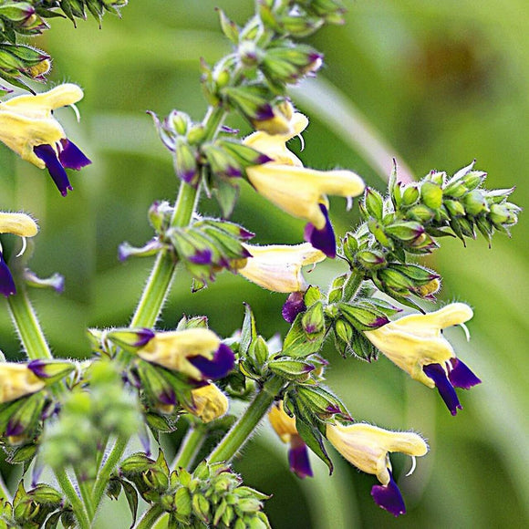 SALVIA BULLEYANA