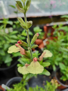 SALVIA 'LA MANCHA'