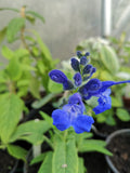 SALVIA SAGITATA