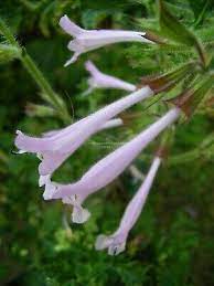 SALVIA SCABRA 'GOOD HOPE'