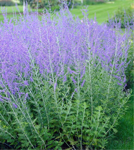 SALVIA YANGII - FORMERLY KNOWN AS PEROVSKIA!